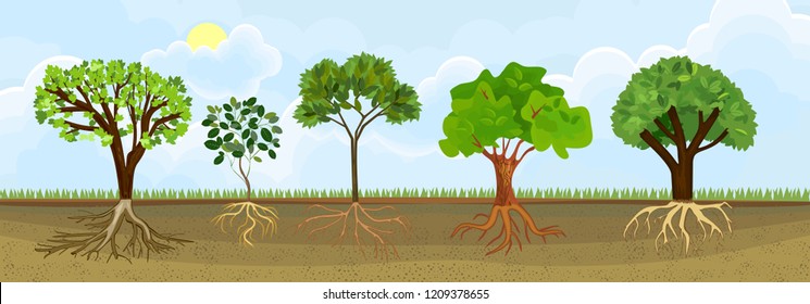 Set of different cartoon deciduous trees with green crown and root system. Plants showing root structure below ground level