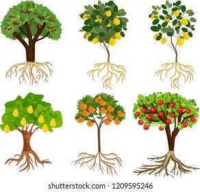 Set of different cartoon fruit trees with ripe fruits and root system isolated on white background