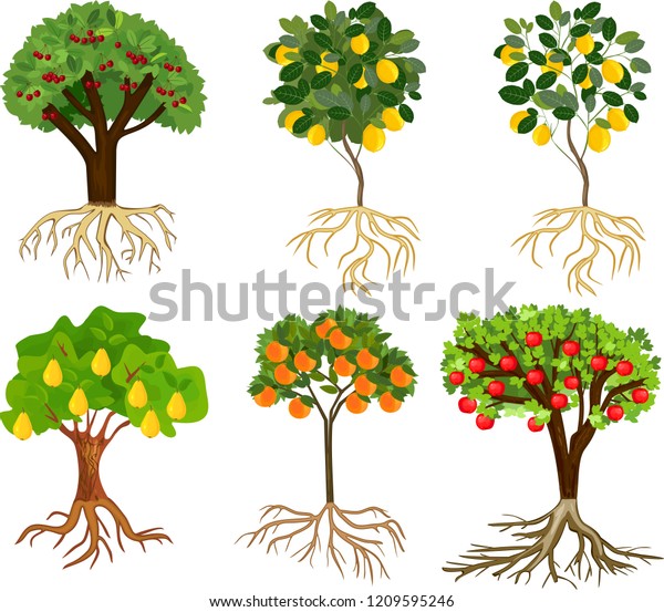 Árbol con raíces y frutos