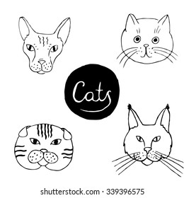 Set  of different cat muzzle: sphynx cat, Scottish Fold, Siberian cat. Hand drawn illustration. Vector.