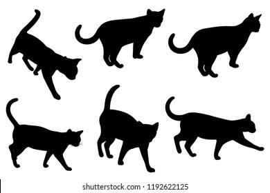 Set of different cats isolated on white