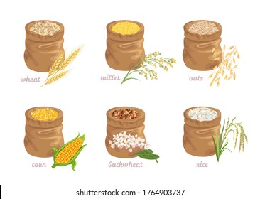 Set of different cereal grains in bags isolated on a white background. Vector illustration of wheat, millet, oats, rice, buckwheat and corn in cartoon flat style.