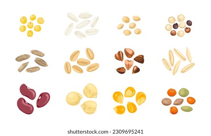 Set of different cereal grains, seeds and legumes. Vector cartoon illustration of millet, rice, amaranthus, tricolor quinoa, rye, wheat, buckwheat, oats, red beans, chickpeas, corn and lentils.