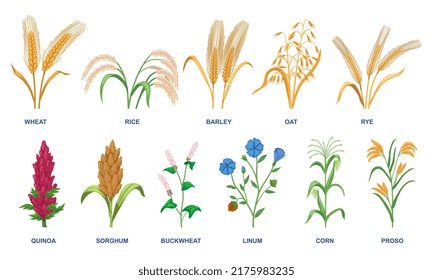 Set of different cereal plants. Realistic spikelets of wheat, rice, oats, corn, linum, quinoa and rye. Design elements with organic crops. Cartoon flat vector collection isolated on white background