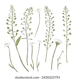 A set of different chamomile flowers and leaves