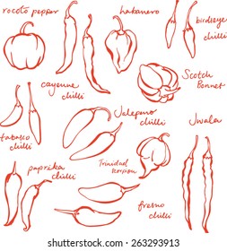 Set of different chili peppers vector doodle set