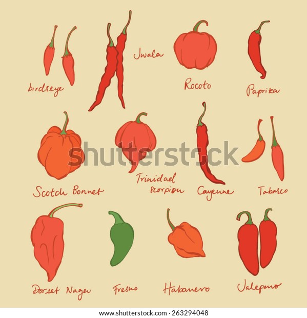 Set Different Chili Peppers Vector Doodle Stock Vector (Royalty Free ...