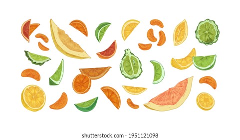 Set of different citrus fruits isolated on white background. Hand-drawn slices, segments and pieces of orange, lemon, bergamot, lime, grapefruit, pomelo and tangerine. Colored vector illustration