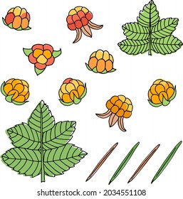 A set of different cloudberry berries, leaves and coniferous needles. A vector image.