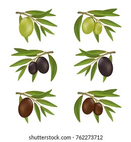 Set of different color olives on branches with leaves. Detailed and textured vector