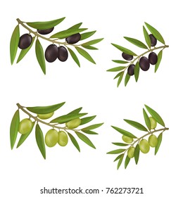 Set of different color olives on branches with leaves. Detailed and textured vector