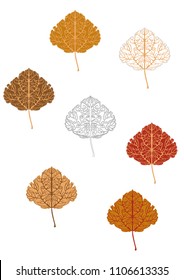 Set of different color tree leaves.  Poplar leaves