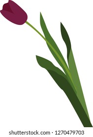 Set of different color tulips isolated on white background