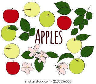 Set of different colored apples with leaves and flowers, vector graphics.