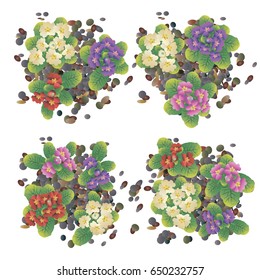 Set of different colored primroses, growing in the flowerbed. Vector illustration