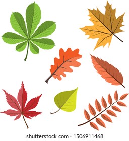 Set of different colorful autumn maple grape oak rowan birch tree chestnut leaves. 