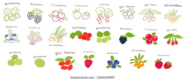 Set of different colorful berries. Organic, healthy food. Vegetarian. Collection of flat and outline icons. Hand drawn vector illustrations on white background. 