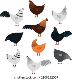 Set of different colorful chicken