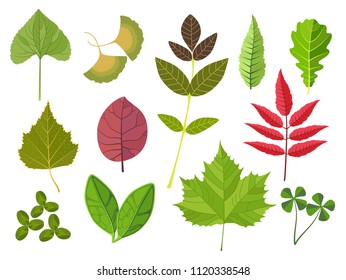 Set of different colorful leaves isolated on white background. Simple cartoon flat style illustration for design
