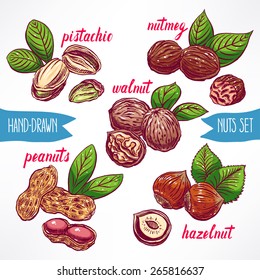 set with a different colorful nuts. hand-drawn illustration