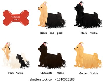 set of different colors Yorkshire terrier dog isolated on white. cartoon yorkie with red bow vector illustration