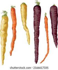 A set of different coloured carrots isolated on white, vector illustration