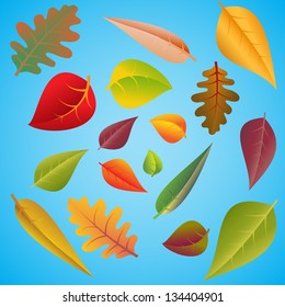 Set of different colourful autumn leaves on blue background