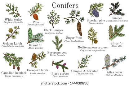 Set of different conifiers branches with cones. Hand drawn botanical vector illustration