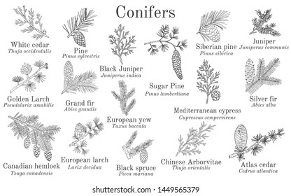 Set of different conifiers branches with cones. Hand drawn botanical vector illustration