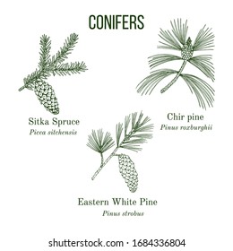 Set of different conifiers branches with cones. Hand drawn botanical vector illustration