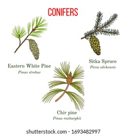 Set of different conifiers branches with cones. Hand drawn botanical vector illustration