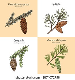 Conjunto de diferentes ramas de conificadores con conos. Ilustración de vector botánico dibujada a mano