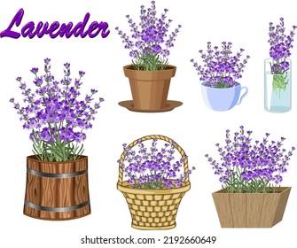 Un conjunto de diferentes contenedores con lavanda.Colección de vectores con lavanda en flor en diferentes contenedores y macetas.