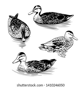 

A set of different contour images of wild duck females. Clipart. Vector illustration of nature. 
