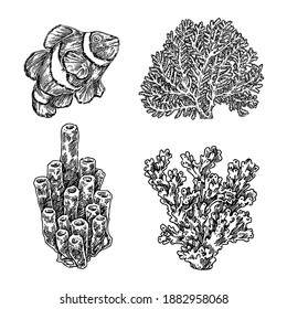 Set of different corals and clown fish. Sketch. Engraving style. Vector illustration.