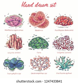 Set of different corals on white background. Graphic сollection of hand-drawn isolated objects. Colorful vector illustration.