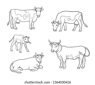 Set of different cows, ox and calf in outlines. Vector illustration. EPS8