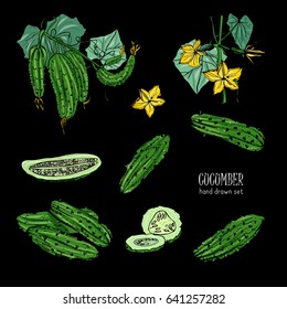 Set of different cucumber, on branch, flowering. Cuke slices, cut along, top view, from side. Colorful vector hand drawn illustration on black background.