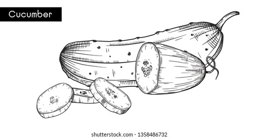 Set of different cucumbers isolated on white background. Vector illustration