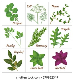 Set of different culinary herbs or medicinal, curative aromatic herbs and spices.  Fresh organic vegetarian food isolated on white background. Vector illustration in realistic style