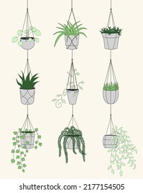 Set of different cute plants in hanging pots