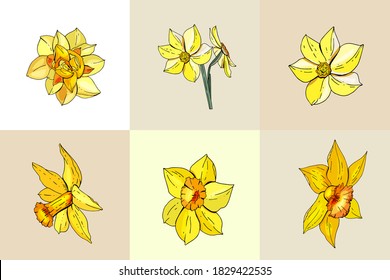 Set with different daffodils. Various sorts and shapes