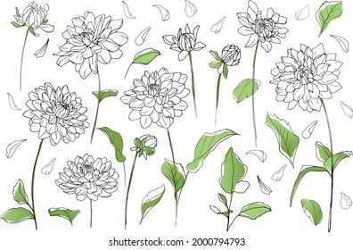 Set of different dahlias and leaves. Vector collection of dahlias. Hand drawn vector illustration of flowers on white background. For decoration invitations, tattoo, greeting cards and another print.
