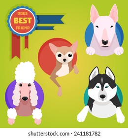 Set of different dog breeds. Husky, bullterrier, poodle and chihuahua