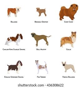 Set of different dog breeds on a white background