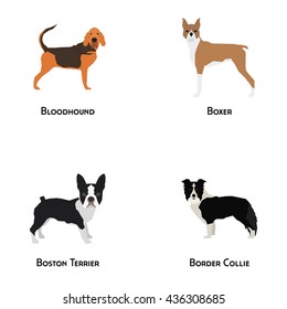 Set of different dog breeds on a white background
