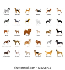 Set Of Different Dog Breeds On A White Background