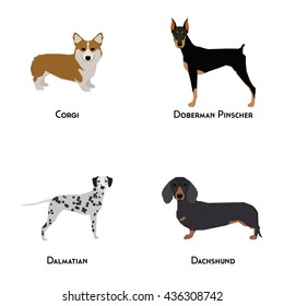 Set of different dog breeds on a white background