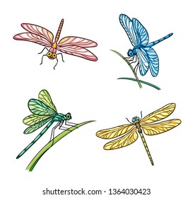 Set of different dragonflies. Vector illustration. EPS8