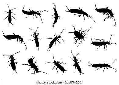 Set of different earwigs isolated on white